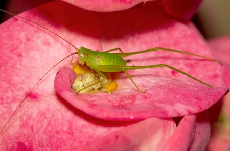 Macro of Long-horned Grasshopper setting on blossom pink flowerの写真素材