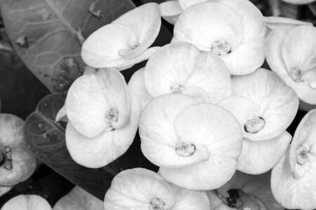 Cluster of crown of thorns or euphorbia milli desmoul flower blossom in black and white toneの写真素材