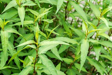 Fresh Vietnamese coriander plant growth in vegetable garden