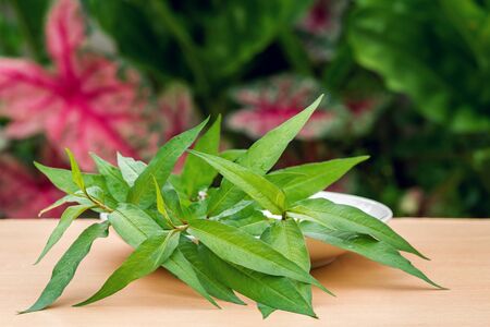 Fresh Vietnamese coriander plant in plate on wood table