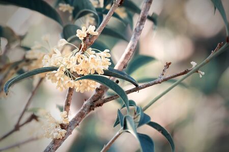 Group of Sweet osmanthus or Sweet olive flowers blossom on its tree - color filter effect style picturesの写真素材