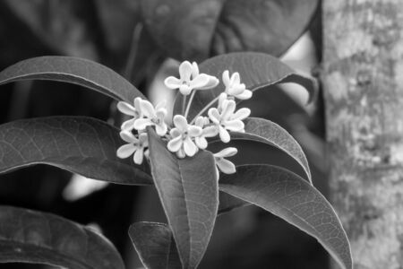Group of white Sweet osmanthus or Sweet olive flowers blossom on its tree in monochrome toneの写真素材