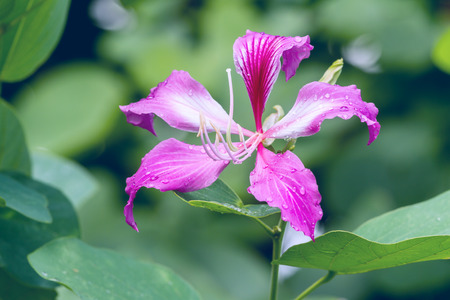 Close up of purple bauhinia or purple orchid tree or butterfly tree flower blossom on its treeの写真素材