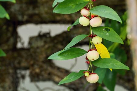 Close up of Sauropus androgynus or pucuk manis seeds on tree in an organic vegetable gardenの写真素材