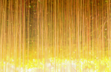 Group of Cissus vines plant blurred backgroundの写真素材