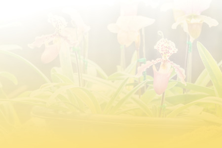 Group of lady slipper orchid blossom in flower garden - color filter effect style picturesの写真素材