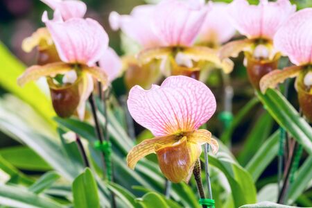 Group of pink yellow lady slipper orchid blossom in flower gardenの写真素材