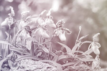 Group of lady slipper orchid blossom in flower garden - monochrome tone and color filter effect style pictureの写真素材