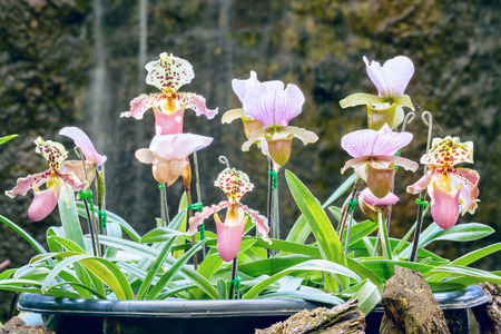 Group of purple pink lady slipper orchid blossom in flower gardenの写真素材