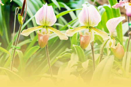 Group of pink lady slipper orchid blossom in flower gardenの写真素材