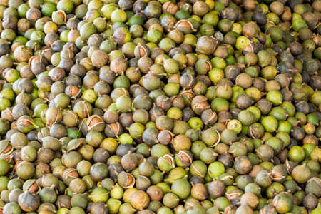 Pile of fresh macadamia nuts and nut shell backgroundの写真素材