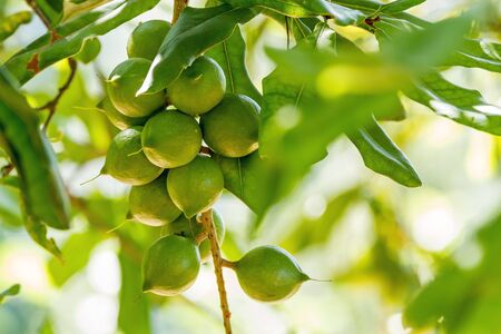 Cluster of fresh macadamia nuts hanging on its treeの写真素材