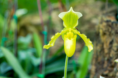 Single of green color lady slipper orchid blossom in flower gardenの写真素材