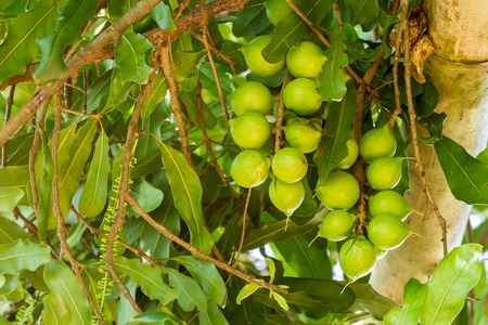 Cluster of fresh macadamia nuts hanging on its treeの写真素材