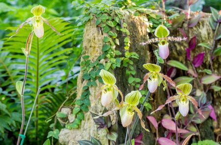 Group of green purple color lady slipper orchid blossom in flower gardenの写真素材