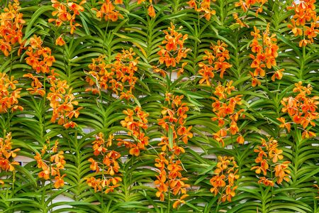 Group of orange orchid flowers decorate on wall in flower gardenの写真素材