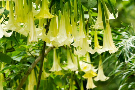 Many white brugmansia named angels trumpet or Datura flower blossom in summer timeの写真素材