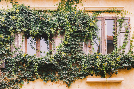 Green vine covered wood window on yellow wall with lamp in vintage style pictures