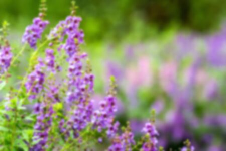 Group of small purple Angelonia goyazensis Benth flowers blooming blurred backgroundの写真素材