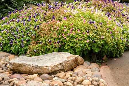Group of Torenia fournieri or Wishbone flower blossom in gardenの写真素材