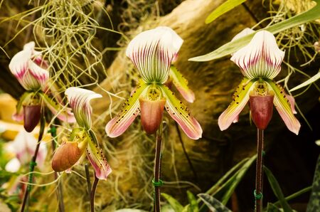 Close up of green purple lady slipper orchid blossom in flower gardenの写真素材