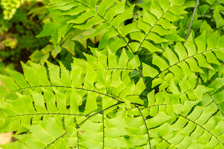 Macro of adiantum philippense or maidenhair fern growing in flower gardenの写真素材