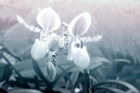 Close up of lady slipper orchid blossom in flower garden - color filter effect style picturesの写真素材