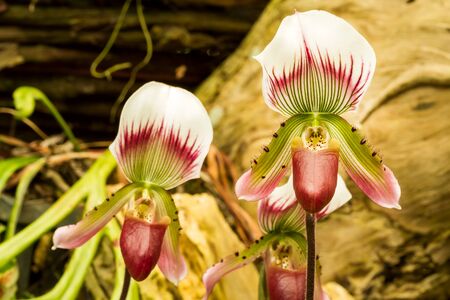 Close up of green purple lady's slipper orchid blossom in flower gardenの写真素材
