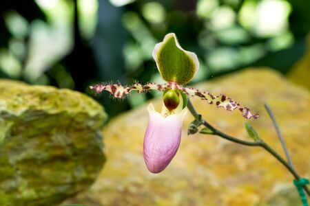 Close up of green purple lady's slipper orchid blossom in flower gardenの写真素材