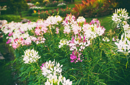 Close up of colorful spider flower or cleome hassleriana flower in ornamental gardenの写真素材