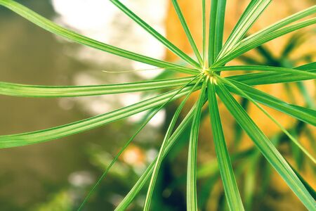 Umbrella head of cyperus alternifoius plant in macro viewの写真素材