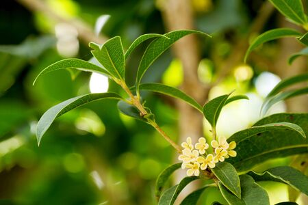 Group of Sweet osmanthus or Sweet olive flowers blossom on its tree