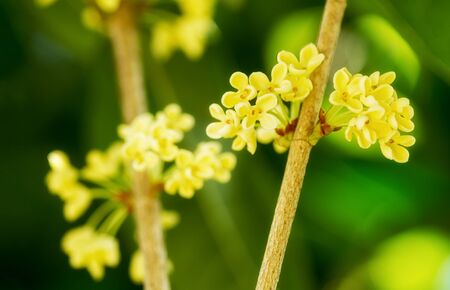 Group of Sweet osmanthus or Sweet olive flowers blossom on its treeの写真素材