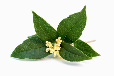 Bouquet of Sweet osmanthus or Sweet olive flowers blossom on white backgroundの写真素材