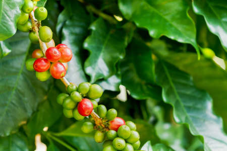 Group of ripe and raw coffee berries on coffee tree branchの写真素材