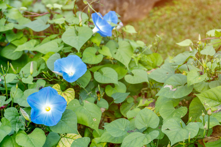 Close up of blue morning glory flowers blossom in ornamental gardenの写真素材