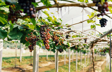 Ripe grapes hanging on vine ready to be harvested at vineyardの写真素材