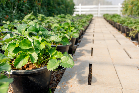 Strawberry plant growing in greenhouse with selective focusの写真素材