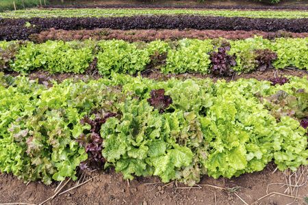 Close up of fresh salad lettuce growing at vegetable plantationの写真素材