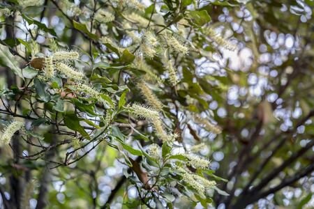 Many of macadamia flowers blossom at plantation