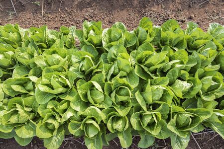 Top view of fresh salad lettuce growing at vegetable plantation