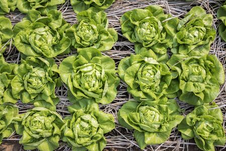 Top view of fresh salad lettuce growing at vegetable plantation
