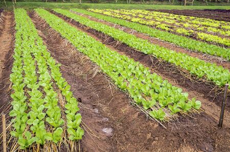 Field of fresh salad lettuce growing at vegetable plantation
