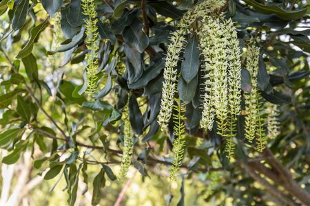 White color of macadamia nut flowers blossom on macadamia tree at plantationの写真素材