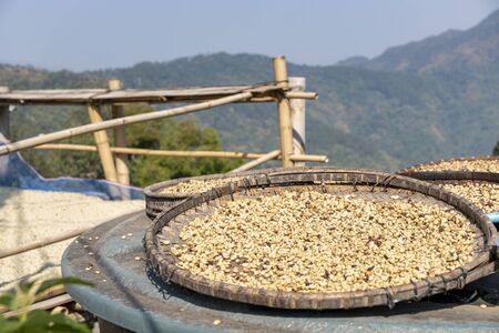 Coffee beans on drying process in local hill tribe village at northern of Thailandの写真素材