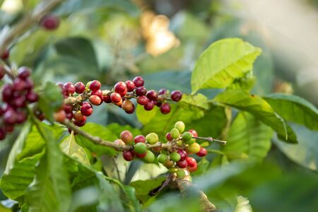 Close up view group of ripe coffee berries getting red on coffee tree branches at plantation