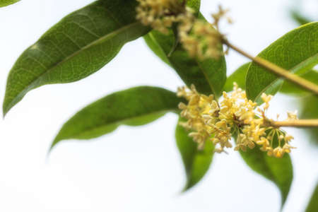 Bouquet of Sweet Osmanthus or Sweet olive flowers blossom on white backgroundの写真素材