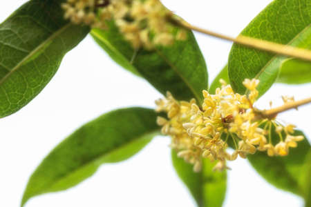 Bouquet of Sweet Osmanthus or Sweet olive flowers blossom on white backgroundの写真素材