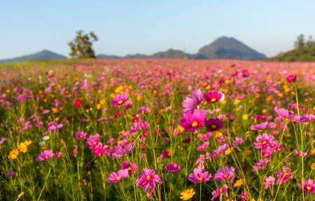 Colourful of cosmos flower blossom field with nature background