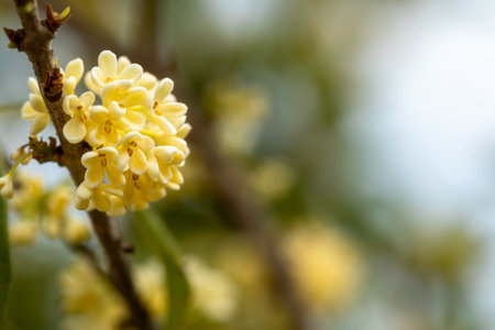 Group of white Sweet Osmanthus or Sweet olive flowers blossom on its tree in spring timeの写真素材